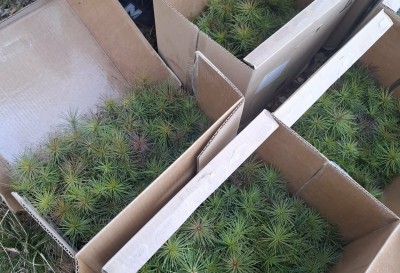 Tęsiame miškasodžio tradiciją